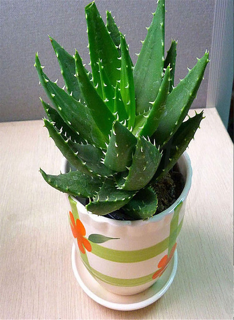 GGOOT 100Pcs/Bag Aloe Seeds Natural Viable Green Portable Plant Seeds for Home - Aloe Seeds  - Image 5