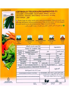 ZORZI Cucumber Seeds  - Image 2