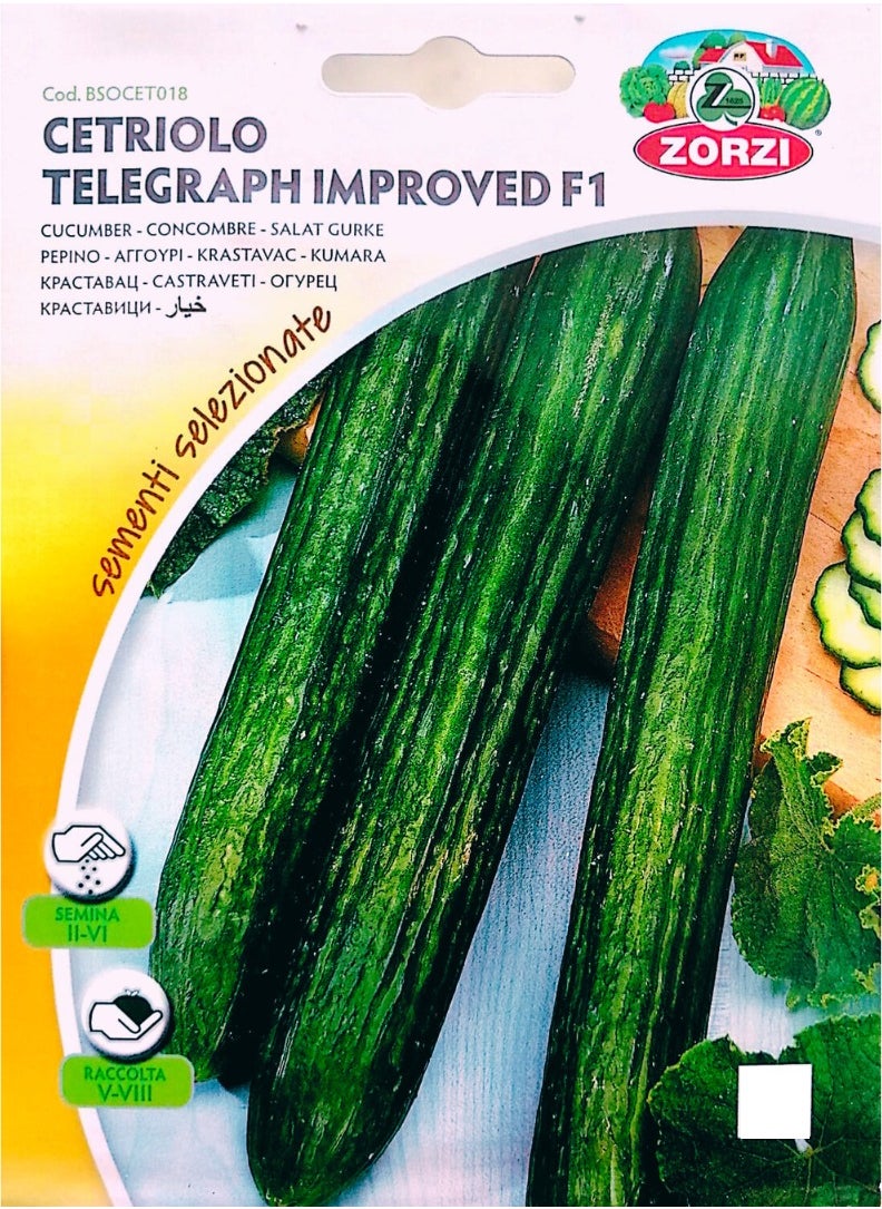ZORZI - Cucumber Seeds - Image 1