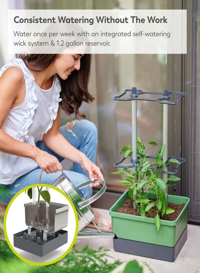 BUZZY Seeds Charly Chili Self-Watering Vertical Plant Tower - 1.2 Gal Water Reservoir, .35 Cubit ft Soil Capacity, Sturdy Trellis, Vertical Planter for Chili, Bell Peppers & Eggplants - Dark Green - Image 4