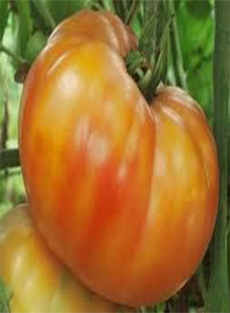 seeds Fresh 100pcs Big Huge Tomato Vegetable seeds for Planting Orange