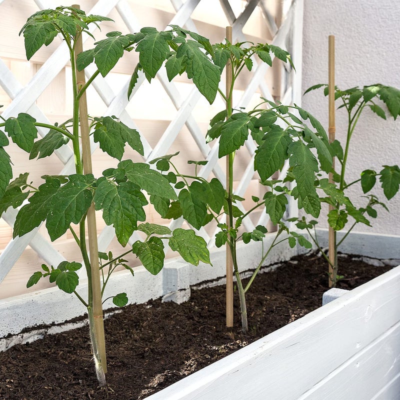BOVITRO Plant Stakes,18 Inches Natural Garden Bamboo Sticks,BOVITRO 20Pcs Plant Support Stakes for Tomatoes,Beans,Vegetable and Potted Plants - Image 4