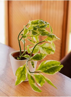Natural plant