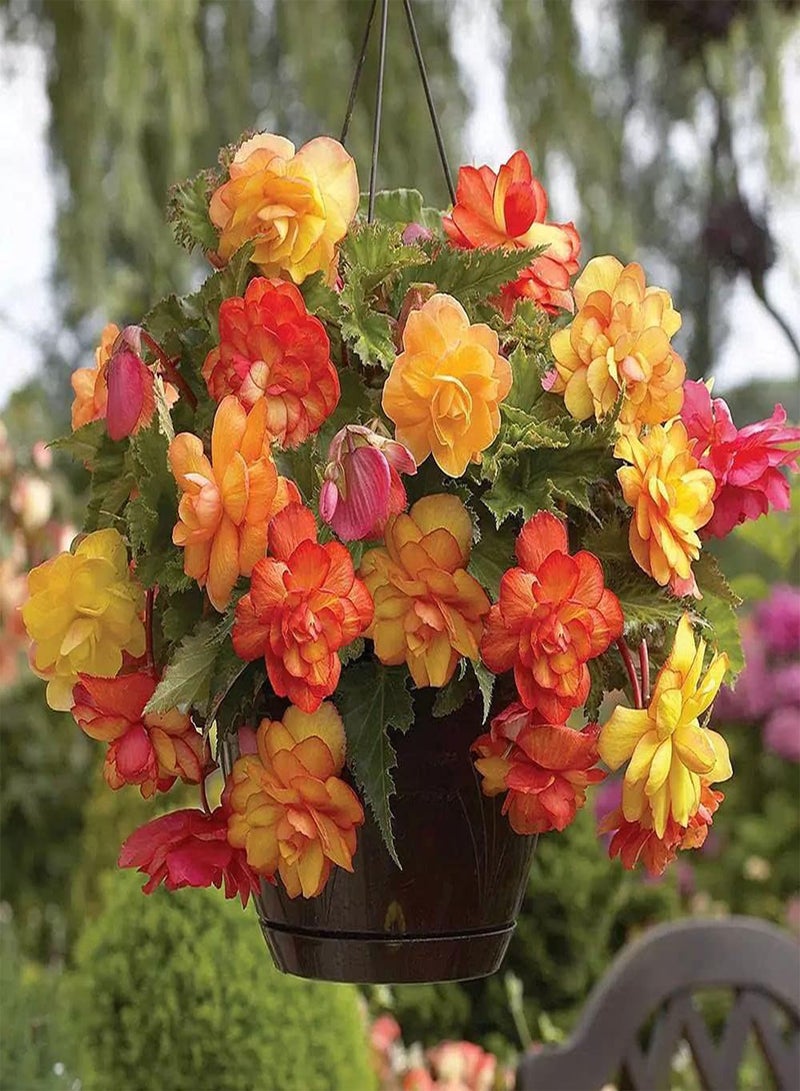 GGOOT 100Pcs Mixed Impatiens Seeds Colorful Flowers Decorate Garden Courtyard Indoor Outdoor Planting Easy to Take Care of - Image 1