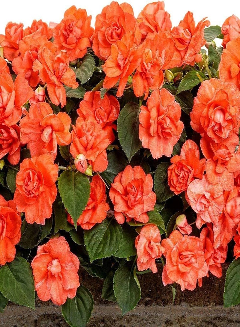 GGOOT 100Pcs Mixed Impatiens Seeds Colorful Flowers Decorate Garden Courtyard Indoor Outdoor Planting Easy to Take Care of - Image 2