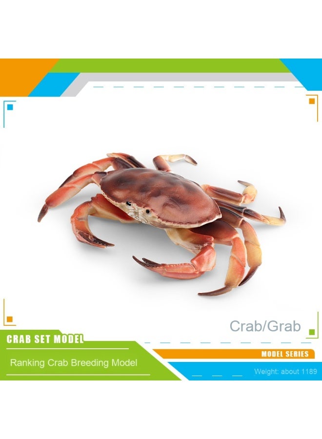 NIBEMINENT Realistic Ocean Animal Crab Model - Three-Eyed Crab, Swimming Crab, and Spider Crab Desktop Decoration Piece