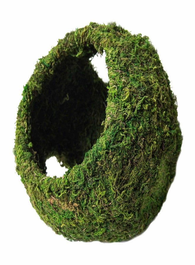 Galapagos Galápagos (05344) Mossy Cave with Holes | Natural Reptile Hide for Bearded Dragons, Geckos, Snakes, Tortoises, Frogs, Hermit Crabs, and Lizards | Terrarium Decor, 7.5in Diameter - Image 1