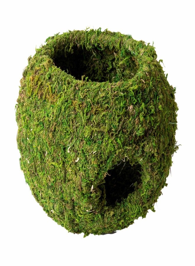 Galapagos Galápagos (05344) Mossy Cave with Holes | Natural Reptile Hide for Bearded Dragons, Geckos, Snakes, Tortoises, Frogs, Hermit Crabs, and Lizards | Terrarium Decor, 7.5in Diameter - Image 5