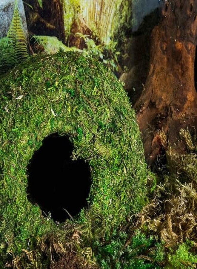 Galapagos Galápagos (05344) Mossy Cave with Holes | Natural Reptile Hide for Bearded Dragons, Geckos, Snakes, Tortoises, Frogs, Hermit Crabs, and Lizards | Terrarium Decor, 7.5in Diameter - Image 4