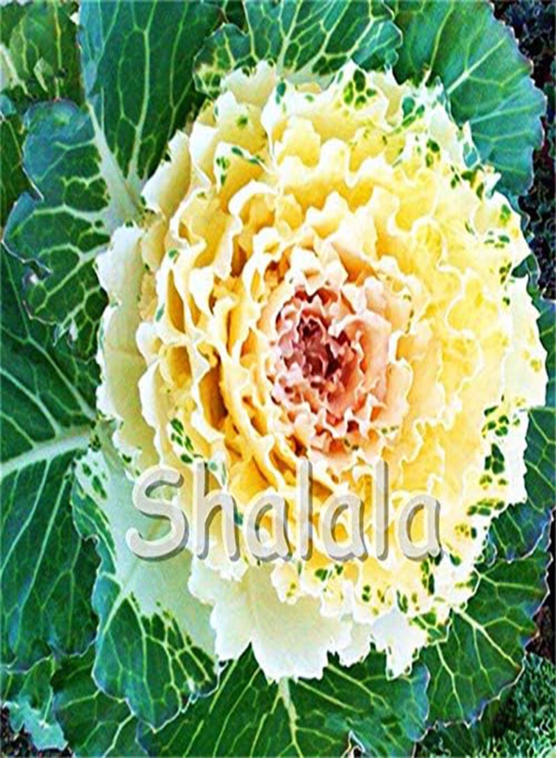 GGOOT New 200PCS Brassica Oleracea Flower Seeds for Gardening Light Pink - Image 4