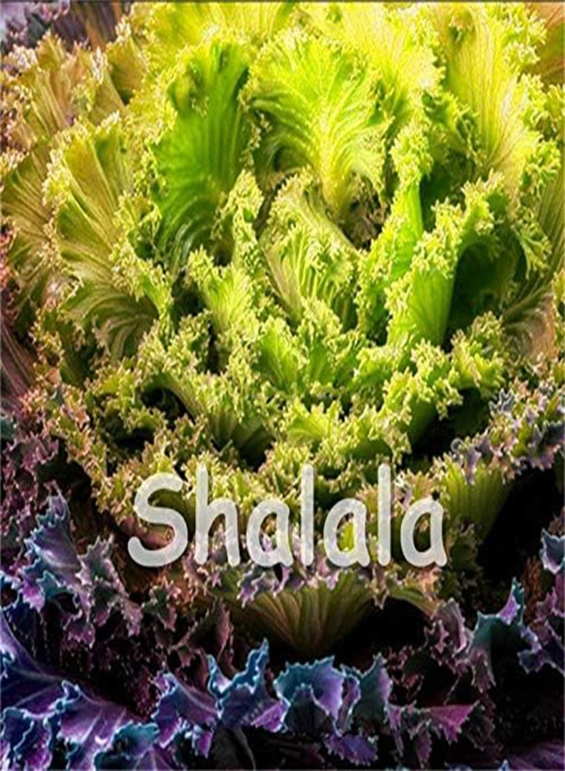 GGOOT New 200PCS Brassica Oleracea Flower Seeds for Gardening Light Pink - Image 3