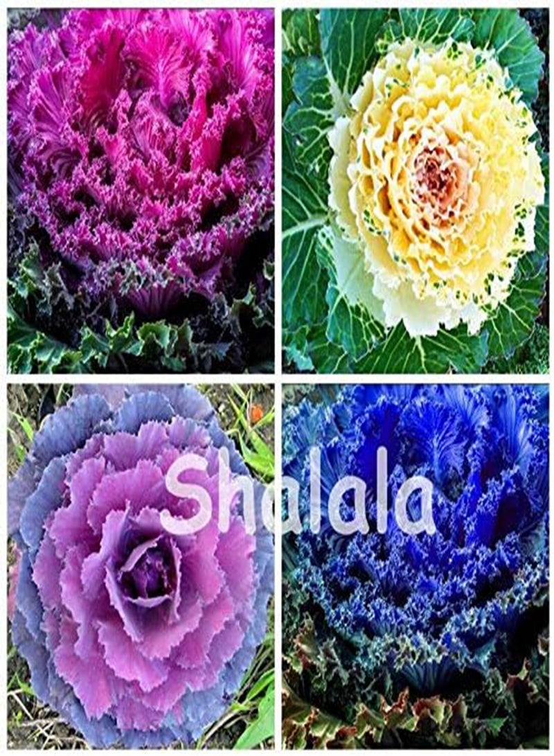 GGOOT New 200PCS Brassica Oleracea Flower Seeds for Gardening Light Pink - Image 2