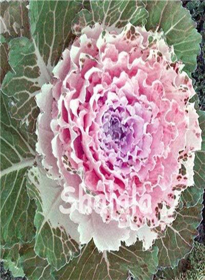 GGOOT New 200PCS Brassica Oleracea Flower Seeds for Gardening Light Pink - Image 1