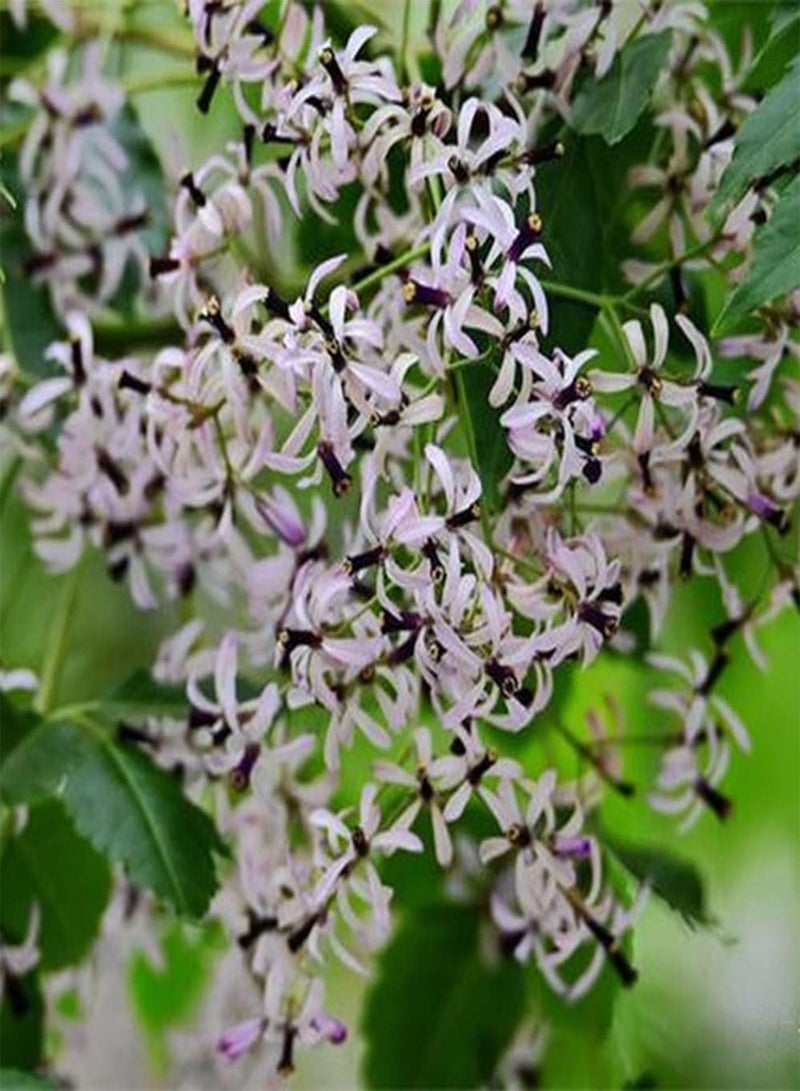 جي جوت 20 قطعة من بذور شجرة النيم مناسبة للزراعة في الحديقة والمساحات الخضراء، أزهار جميلة وألوان منعشة وممتعة تخلق منظرًا فنيًا فريدًا - Image 3