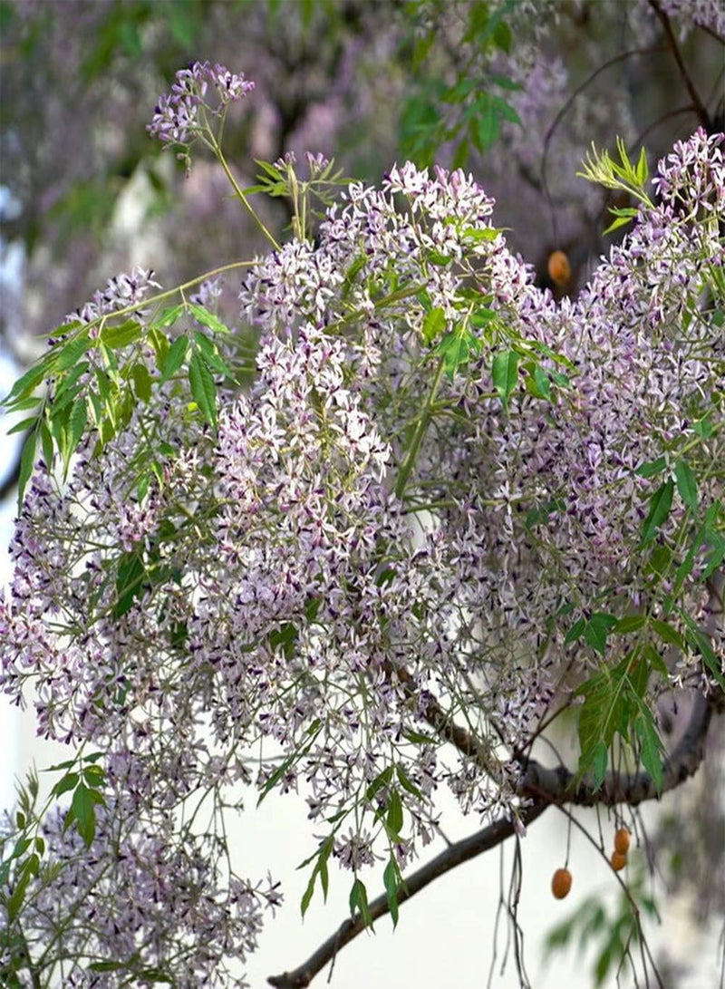 جي جوت 20 قطعة من بذور شجرة النيم مناسبة للزراعة في الحديقة والمساحات الخضراء، أزهار جميلة وألوان منعشة وممتعة تخلق منظرًا فنيًا فريدًا - Image 2