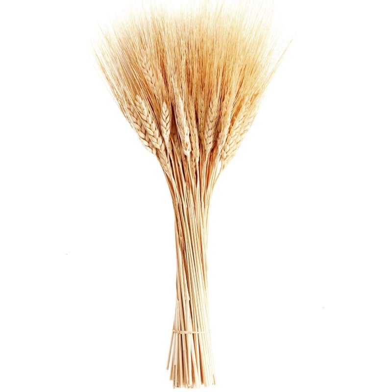 ROYAL SAPPHIRE Dried Wheat Stalks 25 Stems Wheat Sheaves for Decorating Wedding Table Home Kitchen 14 Inches - Image 1
