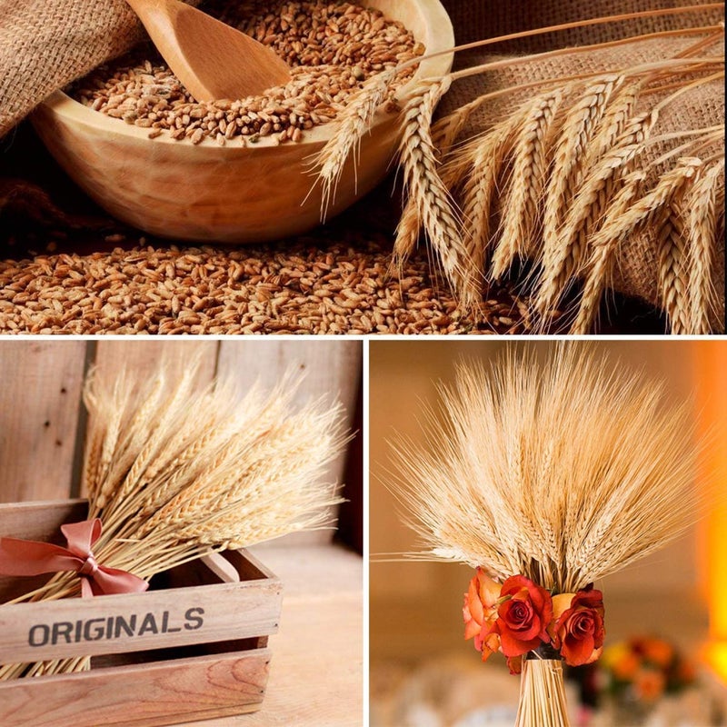 ROYAL SAPPHIRE Dried Wheat Stalks 25 Stems Wheat Sheaves for Decorating Wedding Table Home Kitchen 14 Inches - Image 3
