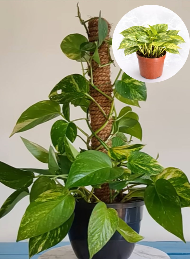 Fresh Indoor Money Plant ( 8–15 cm Height) | Live Golden Pothos Plant | Natural Air-Purifying Houseplant | Low Maintenance Indoor & Office Decor Plant - Image 4
