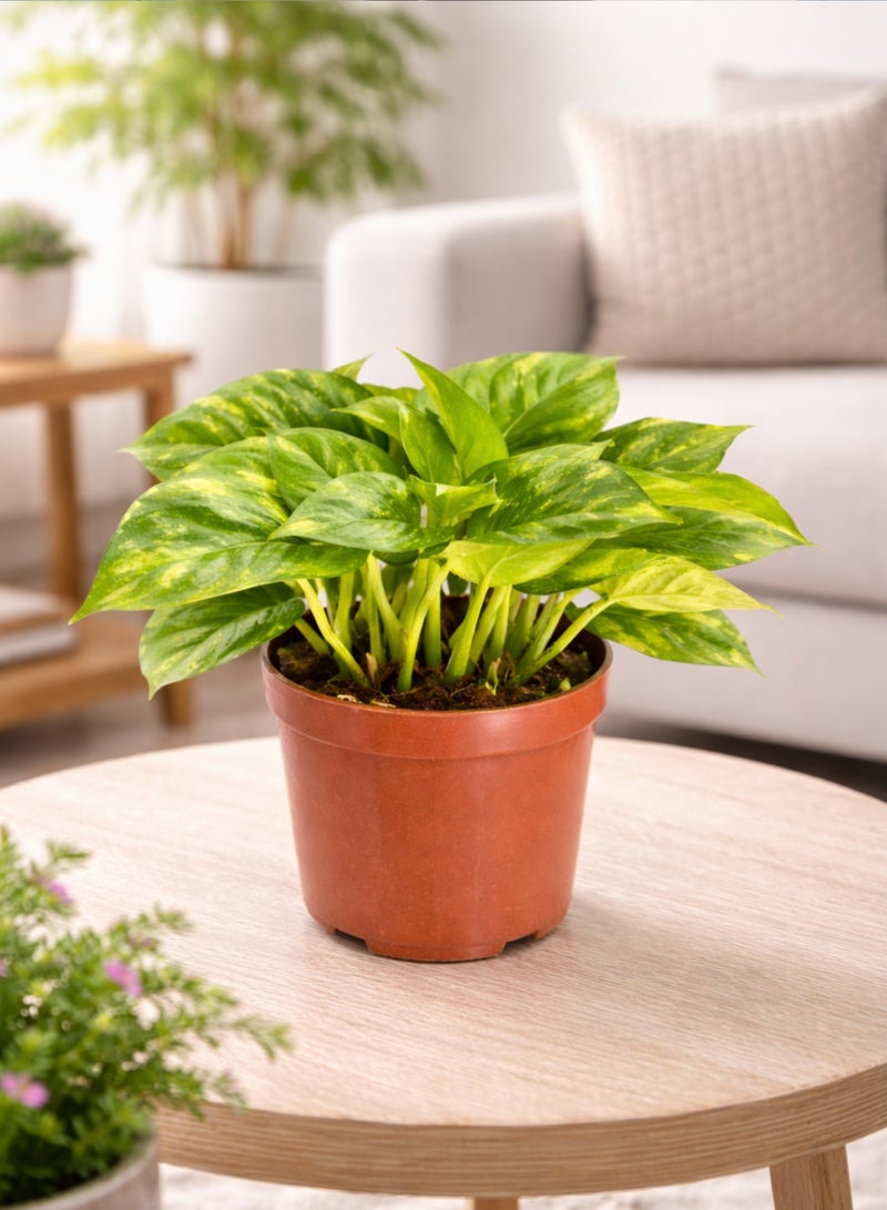 Fresh Indoor Money Plant ( 8–15 cm Height) | Live Golden Pothos Plant | Natural Air-Purifying Houseplant | Low Maintenance Indoor & Office Decor Plant - Image 5