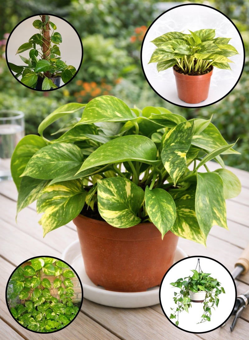 Fresh Indoor Money Plant ( 8–15 cm Height) | Live Golden Pothos Plant | Natural Air-Purifying Houseplant | Low Maintenance Indoor & Office Decor Plant - Image 2