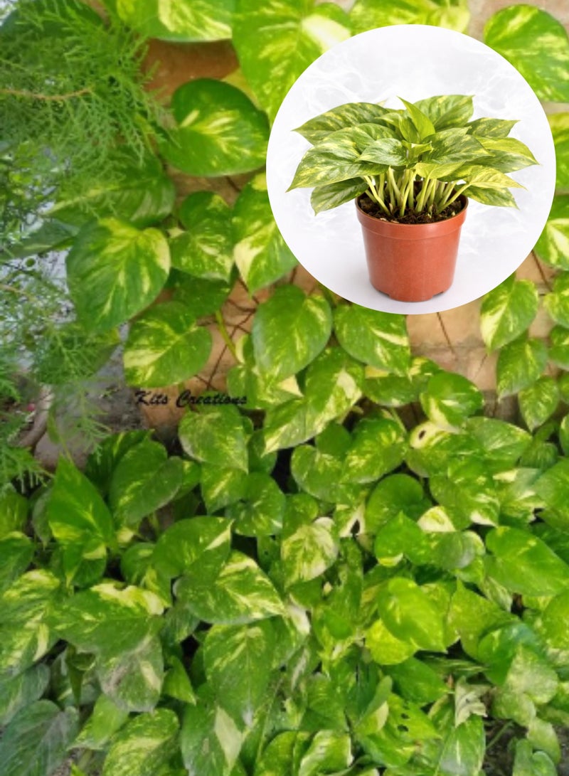Fresh Indoor Money Plant ( 8–15 cm Height) | Live Golden Pothos Plant | Natural Air-Purifying Houseplant | Low Maintenance Indoor & Office Decor Plant - Image 3