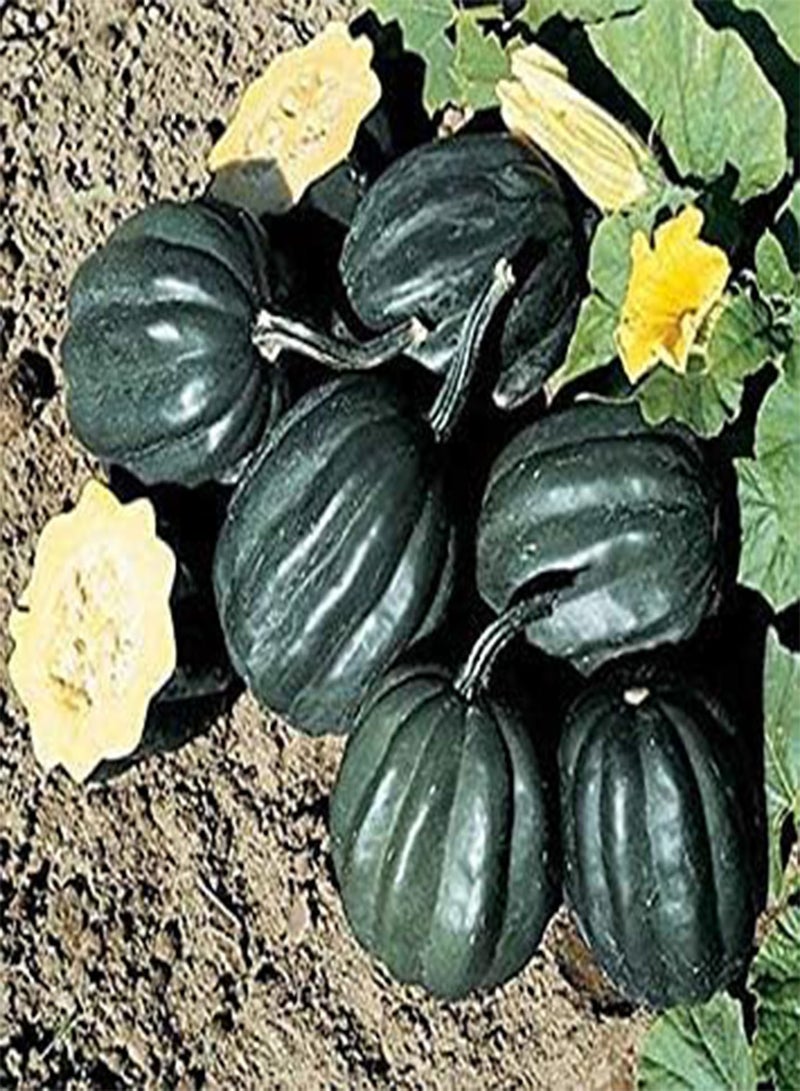 GGOOT Germination seeds: 25   seeds: Table Ace F1 Squash seeds   Produces a lot of Delicious Squash!!!!!