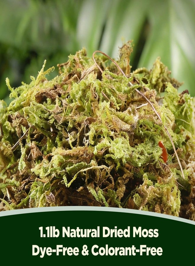 VEOOK 1.1 LBS Artificial Fake Moss,Premium Faux Moss for Fake Plants,Terrariums & Crafts,Natural Green Decorative for Potted Plants,Centerpieces, Forest Scenery,Miniature Gardens and Home Decor(FM-01) - Image 2