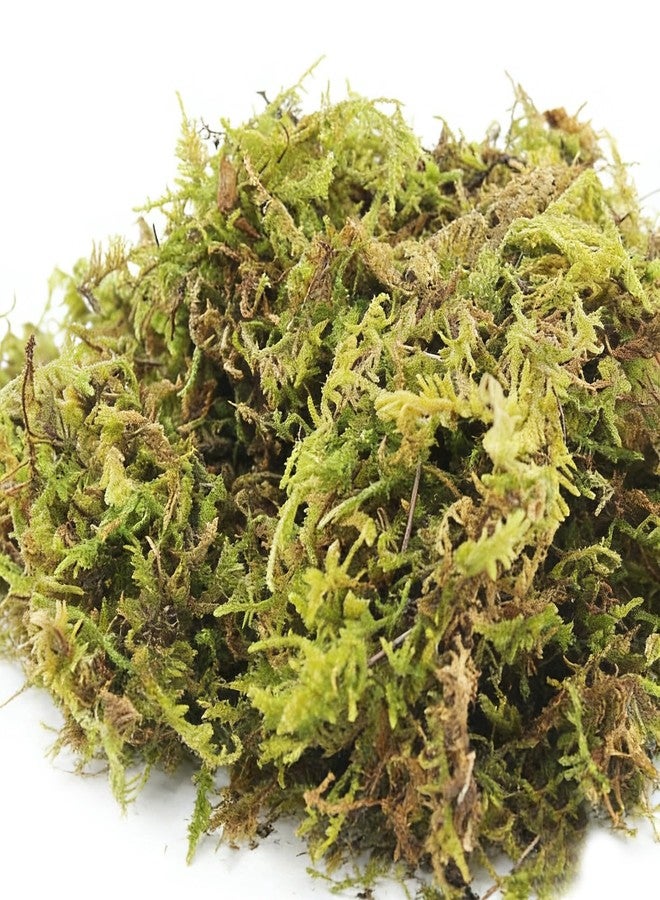 VEOOK 1.1 LBS Artificial Fake Moss,Premium Faux Moss for Fake Plants,Terrariums & Crafts,Natural Green Decorative for Potted Plants,Centerpieces, Forest Scenery,Miniature Gardens and Home Decor(FM-01) - Image 1