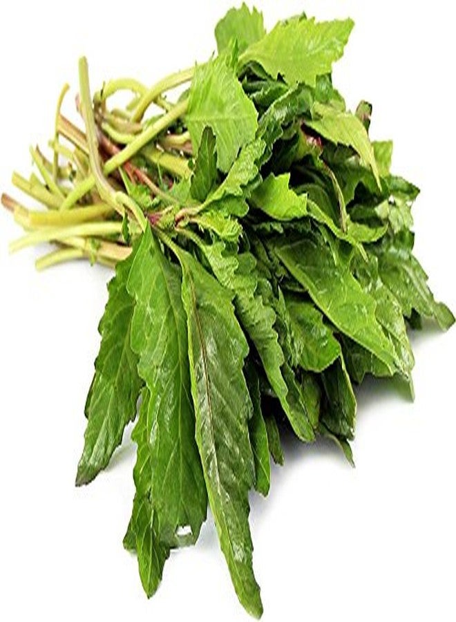 Nature Tea Epazote Herb - Dried Chenopodium ambrosioides C/S 100% from Nature (1 oz) - Image 4