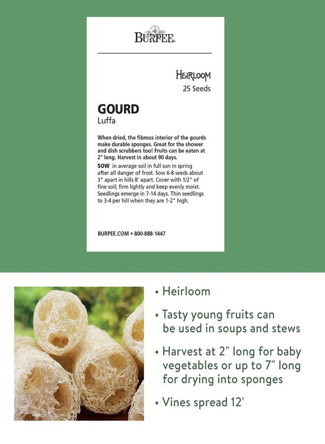 Burpee Ornamental Luffa Gourd Seeds 25 seeds - Image 2