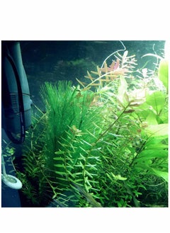 Generic 3 Pcs Artificial Seaweed Water Plants for Aquarium, Plastic Green Plants Aquarium Decorations for Fish Tank, Home Décor  - Image 2