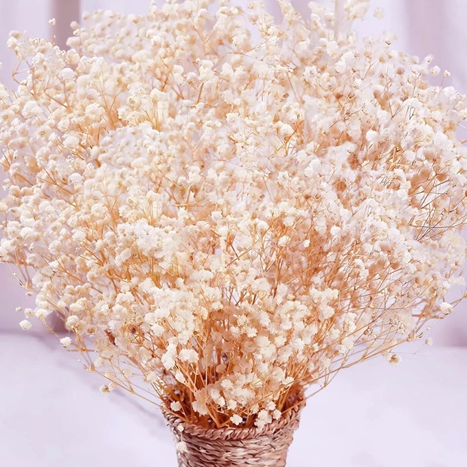 DRIED FLOWERS BABYS BREATH FLOWERS BOUQUET17 INCH 1600 IVORY WHITE FLOWERS NATURAL GYPSOPHILA BRANCHES FOR WEDDING DIY HOME PARTY DECOR TABLE VASE DECORIVORY WHITE