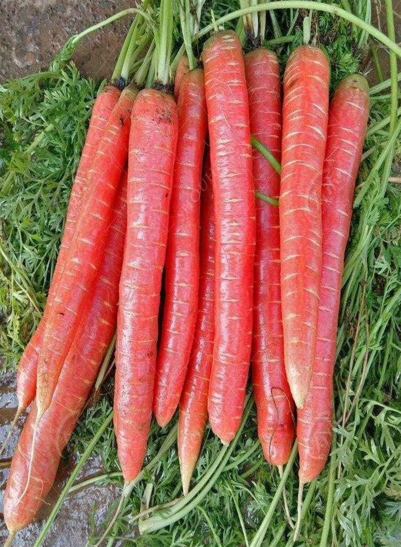 جي جوت 100 قطعة من بذور الجزر الأحمر، صنف نادر، بذور محصول عالية الغلة، مناسبة لبستانيي الخضروات المبتدئين، سهلة البقاء على قيد الحياة، تنبت وتحصد على مدار العام - Image 1