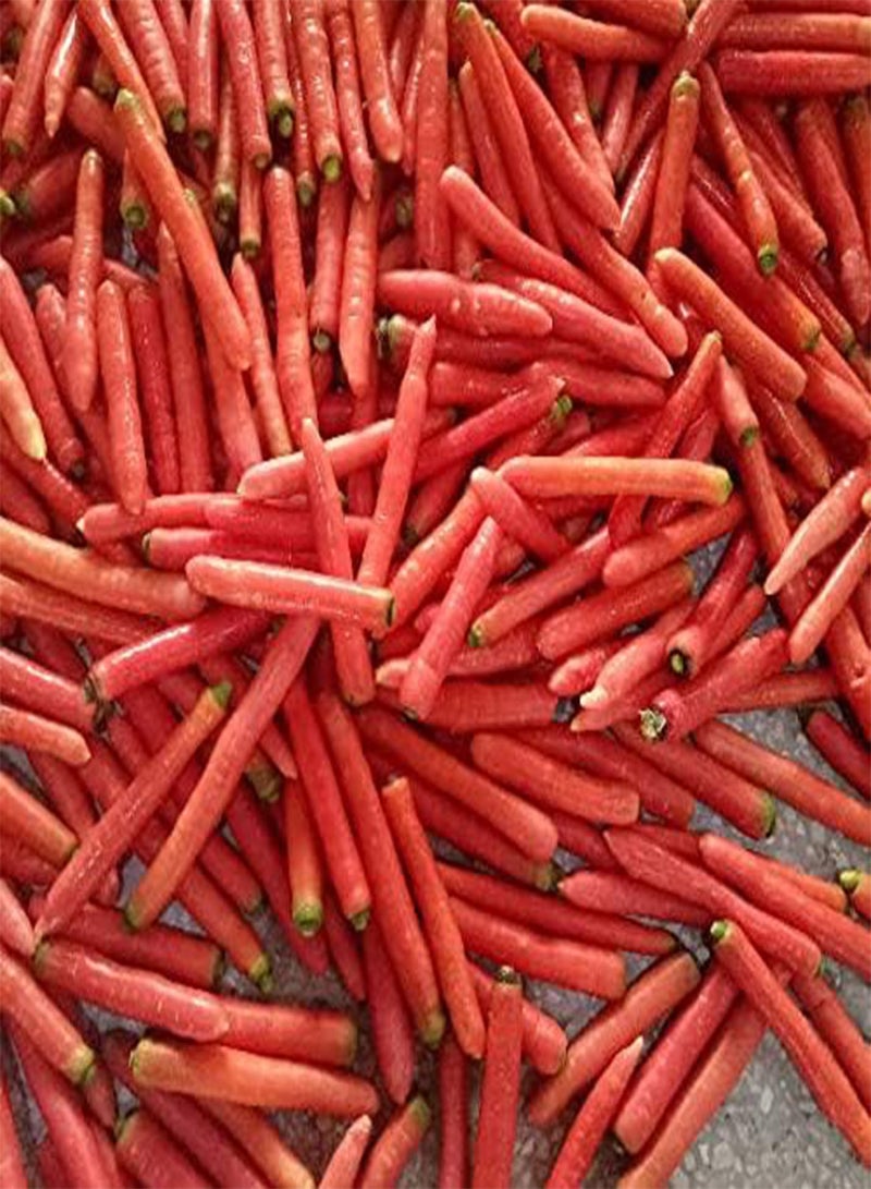 جي جوت 100 قطعة من بذور الجزر الأحمر، صنف نادر، بذور محصول عالية الغلة، مناسبة لبستانيي الخضروات المبتدئين، سهلة البقاء على قيد الحياة، تنبت وتحصد على مدار العام - Image 2