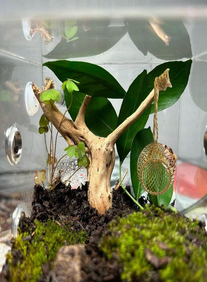 Okueejur Jumping Spider Hide Jumping Spider Enclosure Accessories with Decoration Anlter Pet Spider Hideout Enclosure Accessories (Not Included The Jumping Spider Terrarium) (Gold) - Image 3