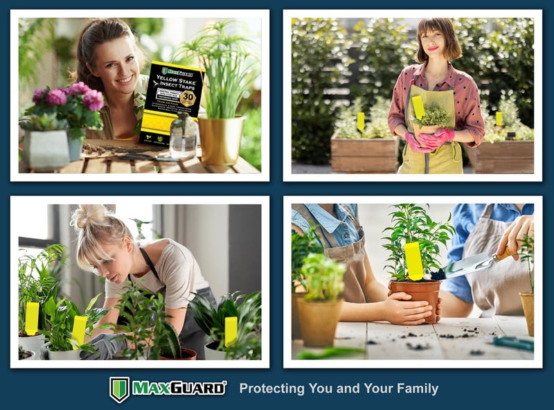 MAXGUARD (30 Pack) Yellow Stake Sticky Insect/Bug Traps - Catch and Kill Fungus Gnats, Whiteflies, Mosquitos, Aphids, Leaf Miners, Flying Insect Catcher Glue Trappers for Indoor or Outdoor - Image 5
