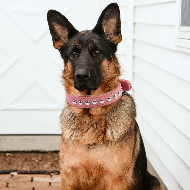 Soft Leather Dog Collar 2.5cm Wide Adjustable Wear Resistant for Large Dogs - Image 5