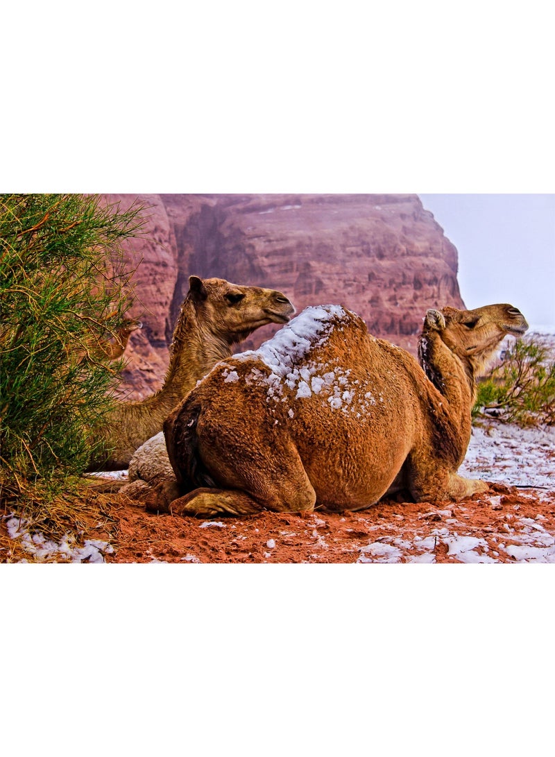 TARZEEM Winter Camel in Tabuk 300 Piece Puzzle with High Quality Non Glossy Finish for Relaxing and Artistic Assembly Experience - Image 1