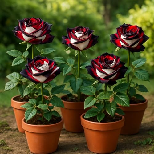 BlimBurn 50+ Hybrid Rose Seeds (Red, White & Black Hybridization Mix) | Easy to Grow in All-Season, Fragrant Flowers for Home Garden - Image 1