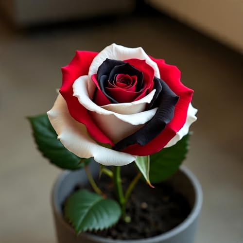 BlimBurn 50+ Hybrid Rose Seeds (Red, White & Black Hybridization Mix) | Easy to Grow in All-Season, Fragrant Flowers for Home Garden - Image 4