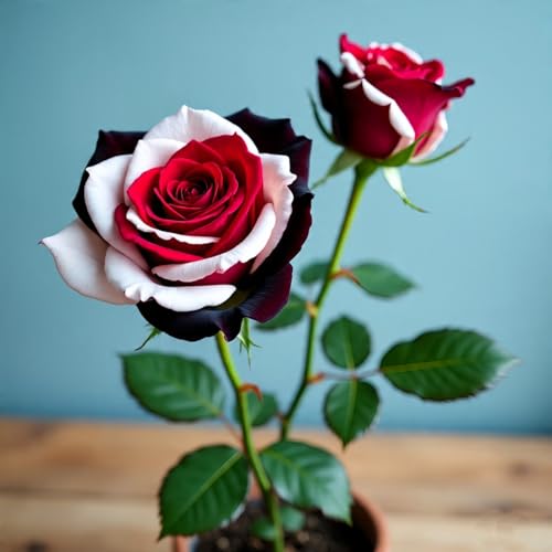 BlimBurn 50+ Hybrid Rose Seeds (Red, White & Black Hybridization Mix) | Easy to Grow in All-Season, Fragrant Flowers for Home Garden - Image 3