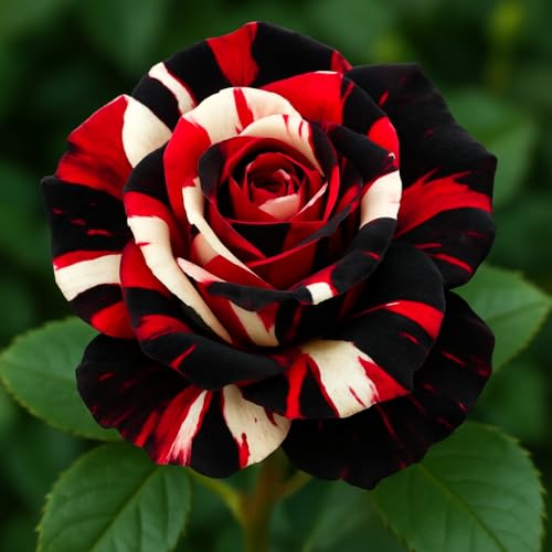 BlimBurn 50+ Hybrid Rose Seeds (Red, White & Black Hybridization Mix) | Easy to Grow in All-Season, Fragrant Flowers for Home Garden - Image 2