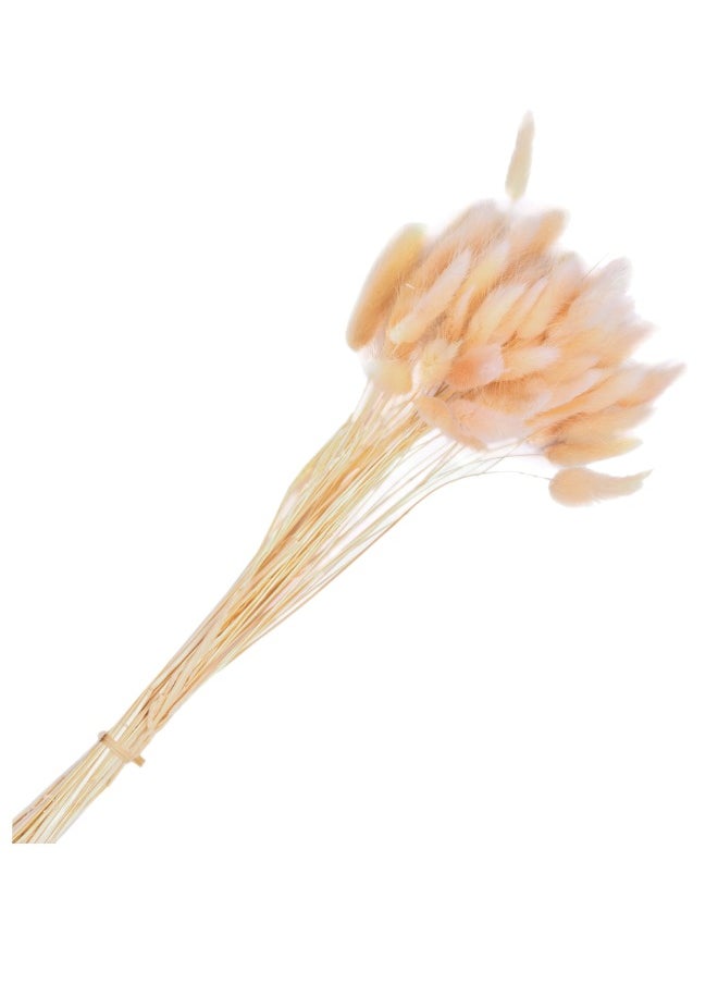 Gulf Flowers Gulf Flowers Dried Lagurus Bunny Tails – 50 Stems, 65cm, Light Pink – Natural Pampas Grass for Home, Wedding & Floral Décor 