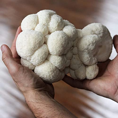 North Spore Organic Lion's Mane Mushroom Spray & Grow Kit (4 lbs) | USDA-Certified Organic, Non-GMO, Beginner-Friendly & Easy to Use | Handmade in Maine, USA - Image 3