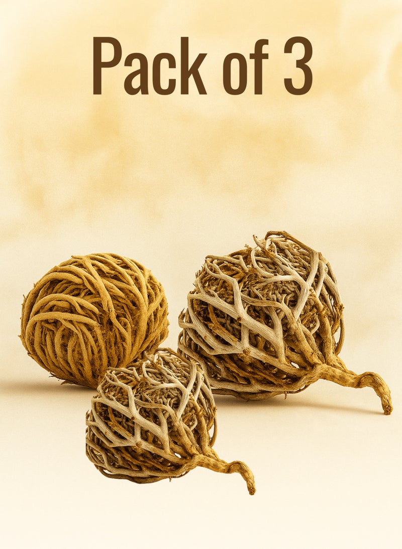 Zahr Jericho rose Anastatica hierochuntica Maryam Flower, Mary's flower The Resurrection Plant ( Pack of 3 ) - Image 2