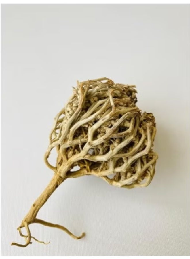 Zahr Jericho rose Anastatica hierochuntica Maryam Flower, Mary's flower The Resurrection Plant ( Pack of 3 ) - Image 5