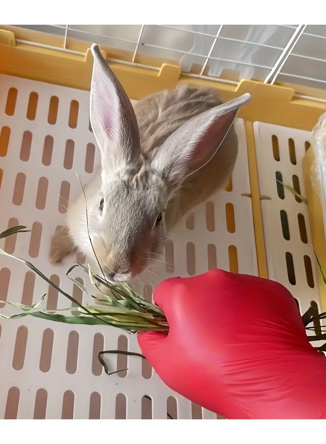 Red Nitrile Gloves 20pcs Size L Disposable Household Cleaning for Pets Bathing - Image 5