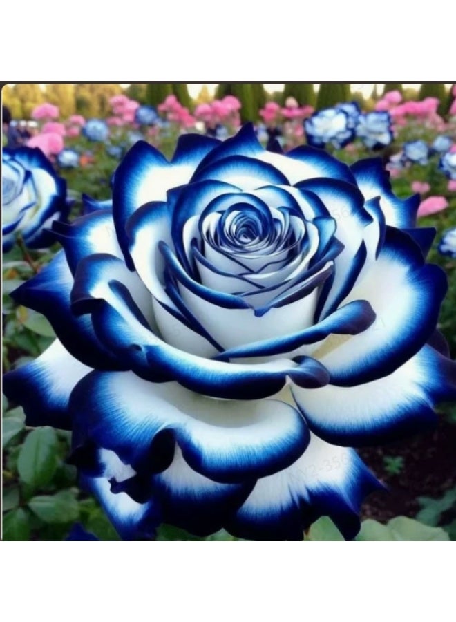 OASIS-TH 100 Pcs Rare Multi-Headed Rose Seeds for Planting - Image 1