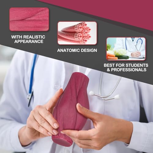 Skillssist Human Body Muscle & Fat Replica 1lb with Display Base, Silicone Realistic Anatomic Muscle Tissue & Fat Model for Nutritionists, Athletes, and Medical Students. - Image 2