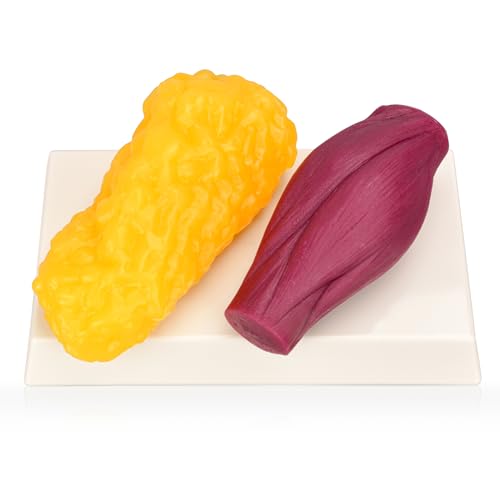 Skillssist Human Body Muscle & Fat Replica 1lb with Display Base, Silicone Realistic Anatomic Muscle Tissue & Fat Model for Nutritionists, Athletes, and Medical Students. - Image 1